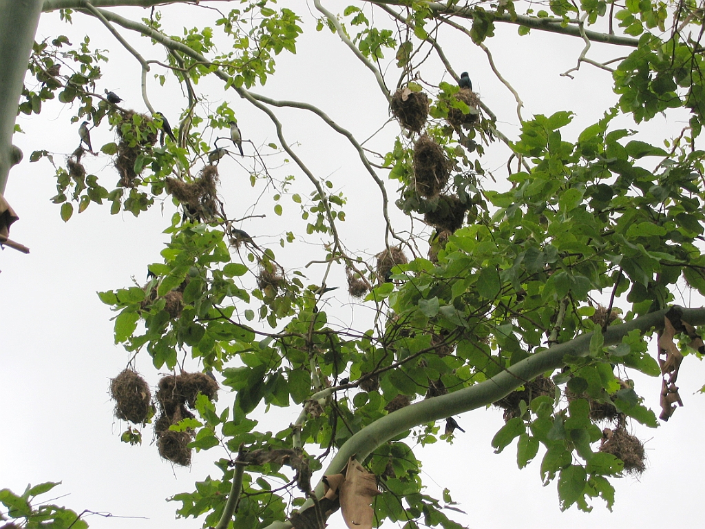 246 Paronella Park.jpg